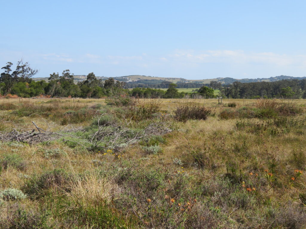 Landscape overview of a site showing patches of Eucalyptus and Acacia species invasions, and remnants of natural vegetation_Duduzile Ngwenya